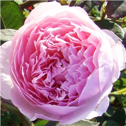Лира роза Шраб (кустовая) Премиум, холодного розовато-сиреневого оттенка.