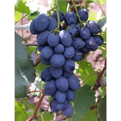 Сфинкс темно-синий виноград, сорт очень ранний (95-105 дней)