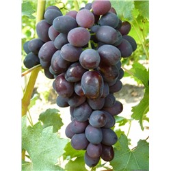 Забава виноград раннеспелый, цвет ягод темно-синий
