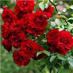 Амадеус роза плетистая,бутоны красного цвета.