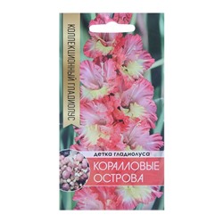 Клубнепочка гладиолуса Коралловые острова (трехцветный), 5 шт.