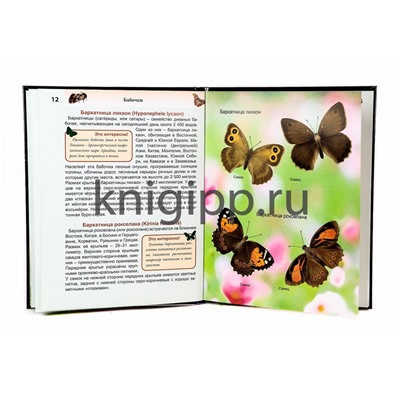 Книжка "Энциклопедия. Хочу знать. Бабочки" (30725-8)