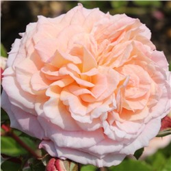 Амаретто роза плетистая,кремово-розового цвета.