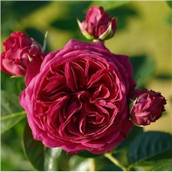 Мариетта роза чайно-гибридная, бордово-красный цвет лепестков.