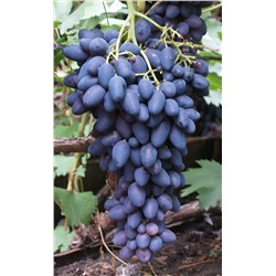 Кармен виноград, раннеспелый, ягода сине-фиолетовая