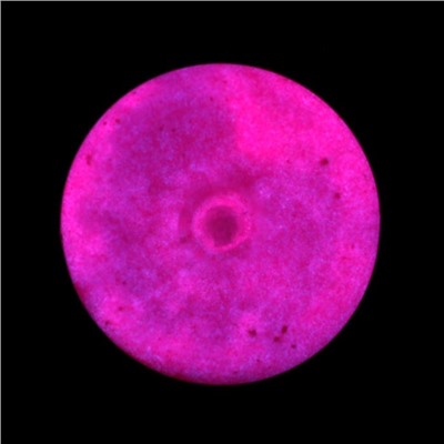 Краска акриловая люминесцентная, 20 мл LUXART Lumi розовый, небесно-голубое свечение