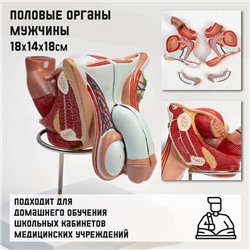 Макет "Половые органы мужчины" 18*14*18см