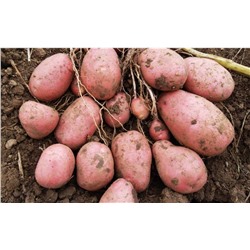 Калинка РС1 картофель (Среднеспелый сорт(75-90дней)) 10кг сетка