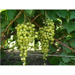 Тукай белый виноград, очень ранний,цвет ягод белый, зеленовато-желтый.