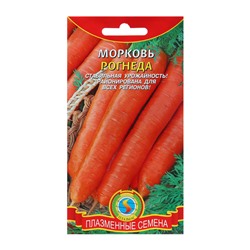 Морковь Рогнеда (урожайный сорт, отлично подходящий для длительного хранения и потребления в