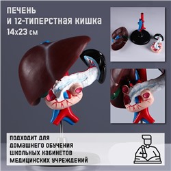 Макет "Печень и 12-типерстная кишка" 14*23см