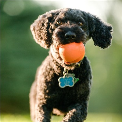 Мяч для собак Zogoflex Jive L, 8 см, оранжевый
