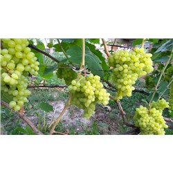 Сверхранний Бессемянный виноград 1шт,белые с золотистым оттенком.