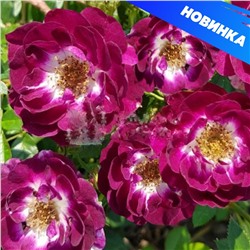 Манитоба роза спрей канадская, темно-фиолетовая с белым центром