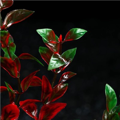Растение искусственное аквариумное, 4 х 30 см, красно-зелёное, 1 шт.
