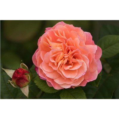 Августа Луиза роза чайно-гибридная, розово-персиковой окраска 1 шт