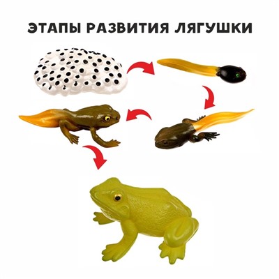 Обучающий набор «Этапы развития лягушки» 5 фигурок