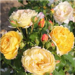 Шато де Шеверни роза флорибунда ПРЕМИУМ, бутоны многочисленные, розовато-жёлтые