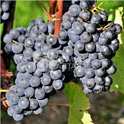 Кишмиш Чёрный виноград, ранний, цвет ягод: иссиня-черный