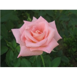 Прима чайно-гибридная роза.Цветки нежной розовой окраски.
