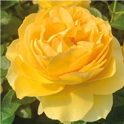 Семирамида роза шраб ПРЕМИУМ., ярко-желтые бутоны.