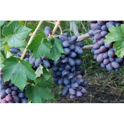 Байконур виноград ранний темно-фиолетовый (в тубе)