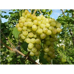 Восторг виноград,очень ранний,  цвет ягод белый, золотисто-зеленый с румянцем