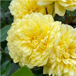 Тефия роза шраб (кустовая), окраска лимонно-желтая.
