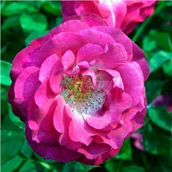 Торонто флорибунда канадская роза, фиолетовый цвет с розоватым оттенком