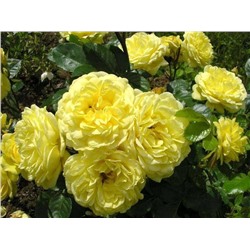 Анни Дюпрей роза шраб ПРЕМИУМ, цветки нежно-желтые