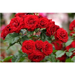 Пандора роза канадская кустовая. Бутоны темно-красного цвета.