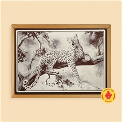 Леопард (700 грамм)