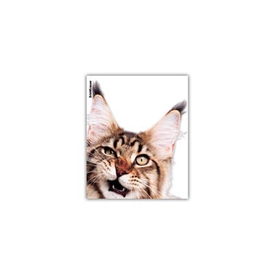 Набор обложек пластиковых  80мкм с рисунком "Hiding Cats" для тетрадей и дневников, 12шт. (61128) 212*347мм "ErichKrause"