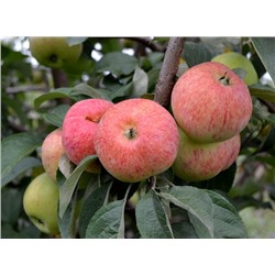 Конфетное яблоня (подвой семенной) (в тубе) Поиск