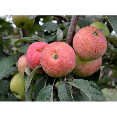 Конфетное яблоня (подвой семенной) (в тубе) Поиск