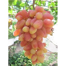 Преображение виноград сверхранний,желто-розовый (в тубе)
