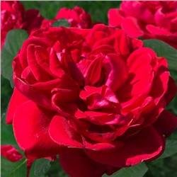Флорентина роза плетистая, Лепестки ярко-красные, гладкие, собраны в махровые розетковидные цветки.