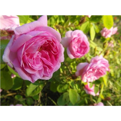 Паллада (Центифольная (столепестковая),розетки розового цвета с красно-фиолетовыми оттенками