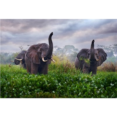 Картина по номерам на холсте "Слоны на поляне" 30*40см (ХК-0907)