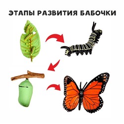 Обучающий набор «Этапы развития бабочки» 4 фигурки