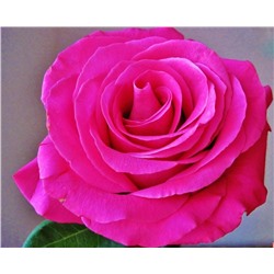 Гасфорта роза, лепестки ярко-розовой, пурпурной окраски со слегка волнистым краем